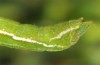Pseudoterpna pruinata: Raupe (nördlicher Oberrhein, Ende April 2018) [M]