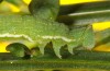 Pseudoterpna pruinata: Larva (SW-Germany, northern black forest, May 2011) [M]