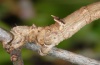 Angerona prunaria: Larva [S]