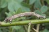 Angerona prunaria: Larva (S-Bavaria, Staffelsee) [M]
