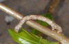 Angerona prunaria: Halbwüchsige Raupe [M]