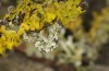 Eumannia psylorita: Raupe (Kreta, Anfang Mai 2013) [S]