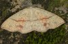 Cyclophora punctaria: Adult (e.l. eastern Swabian Alb, Southern Germany 2010) [S]