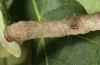 Hypomecis punctinalis: Larva (Upper Rhine. September 2011) [S]