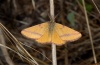 Lythria purpuraria: Männchen (Olymp, Anfang August 2012) [N]