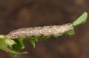 Xanthorhoe quadrifasiata: Larva (e.l. rearing, S-Germany, Adelegg near Isny, larva in October 2021) [S]