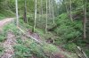 Eustroma reticulatum: Larvalhabitat auf der Ostalb: Impatiens noli-tangere in einem Bacheinschnitt eines Hangwaldes (September 2010) [N]