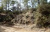 Chesias rhegmatica: Larvalhabitat in lichtem Kiefernwald (Zypern, Paphos forest, Pano Panagia, am Licht, Anfang April 2018) [N]