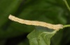 Peribatodes rhomboidaria: Larva (e.l. eastern Swabian Alb 2012) [S]