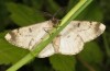 Hypomecis roboraria: Adult (e.l. Upper Rhine Valley, larva in September 2012) [S]