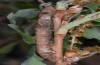 Hypomecis roboraria: Larva (e.l. Upper Rhine, larva in September 2012) [S]