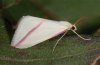 Rhodometra sacraria: Adult (e.l. February 2011, Fuerteventura) [S]