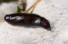 Gnophos sartata: Pupa (e.l. rearing, Greece, Samos Island, Mytillini, larva in early March 2016) [S]