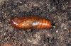 Camptogramma scripturata: Pupa some days prior to eclosion (e.l. Hinterstein 2014) [S]