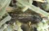 Microloxia simonyi: Pupa (e.l. rearing, El Hierro, La Restinga, larva in late December 2018) [S]
