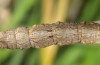 Dyscia simplicaria: Raupe (Zypern, NE Paphos, 600m, Ende Februar 2017) [M]