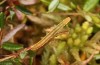 Carsia sororiata: Half-grown larva (S-Germany, Kempter Wald, 20. June 2021)