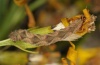 Eupithecia subfuscata: Larva (northern Black Forest, September 2011) [M]