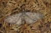 Eupithecia subfuscata: Adult (e.l. northern Black Forest 2011) [S]