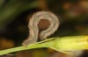 Eupithecia subfuscata: Larva (northern Black Forest, September 2011) [M]