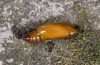 Scopula submutata: Pupa (e.l. Provence 2013) [S]