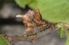 Apeira syringaria: Half-grown larva (Iller near Memmingen, S-Germany) [M]