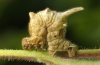 Apeira syringaria: Larva (Memmingen, May 2011) [M]