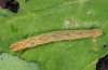 Eupithecia tenerifensis: Raupe (La Palma, Dezember 2010) [M]