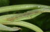 Eupithecia tenerifensis: Raupe (La Palma, Dezember 2012) [M]