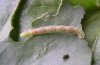 Eupithecia tenerifensis: Raupe (La Gomera) [M]