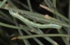 Isturgia tennoa: Larva (Tenerife, Teno mountains, Barranco Secco, late March 2012) [N]
