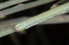 Isturgia tennoa: Larva (Tenerife, Teno mountains, Barranco Secco, late March 2012) [M]