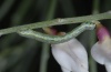 Isturgia tennoa: Half-grown larva (La Gomera, Alojera, February 2013) [M]