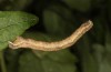 Horisme tersata: Larva (Austria, Tyrol, Kaunergrat, 1500m, mid-September 2020) [M]