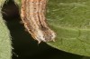 Horisme tersata: Larva (Austria, Tyrol, Kaunergrat, 1500m, mid-September 2020) [M]