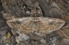 Horisme tersata: Adult (e.l. rearing, Austria, Tyrol, Kaunergrat, 1500m, larva mid-September 2020) [S]