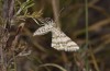 Narraga tessularia: Weibchen (Ungarn, Kunpeszer, Ende Juli 2020) [N]