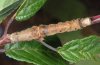 Selenia tetralunaria: Larva (Iller near Memmingen, September 2010) [M]