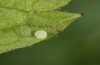 Baptria tibiale: Egg (northern Alps,30.06.2018) [M]