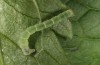 Baptria tibiale: L3 larva (e.l. rearing, northern Alps) [S]