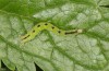 Baptria tibiale: Larva (e.l. rearing, northern Alps) [S]