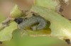 Archiearis touranginii: Half-grown larva (breeding photo 2017, material from Southern Upper Rhine Valley) [S]