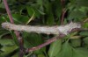 Crocallis tusciaria: Raupe (Zuchtphoto ex Griechenland,  Thrakia, Evros-Esimi, Weibchen 2013 leg. Thomas Müller, Zucht 2015) [S]