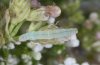 Eupithecia valerianata: Larva [M]