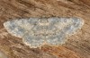 Female (e.l. rearing, Greece, Mount Parnassus, Arachova, 1100m, larva in early May 2016)