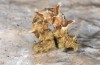 Charissa variegata: Raupe (Parnass, Arachova, 1100m, Anfang Mai 2016) [S]