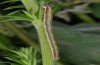 Phibalapteryx virgata: Larva [S]