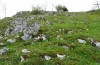 Horisme vitalbata: Fundstelle des weibchens im Pulsatilla-reichen Magerrasen im Oberen Donautal (Mai 2013) [N]