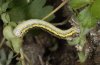 Lycia zonaria: Larva (eastern Swabian Alb) [S]