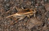 Acanthogryllus acus: Weibchen (Gran Canaria, Tasarte, Dezember 2016) [M]